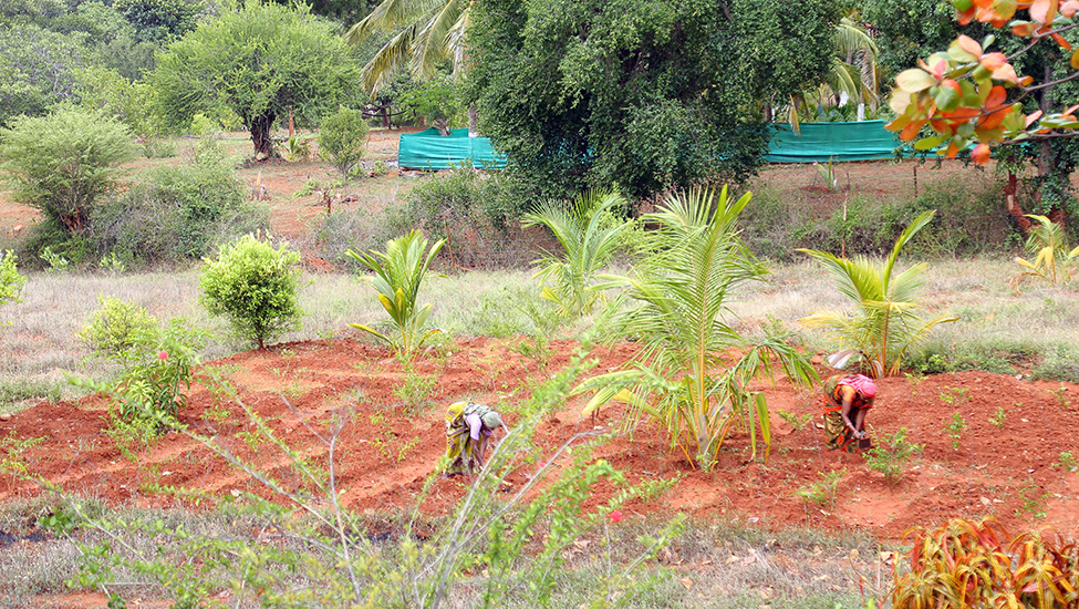 NMCT NGO Livelihood  Project 